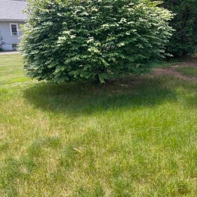 Bush Trimming by GioCut Lawn Co. reviewed on June 5, 2026