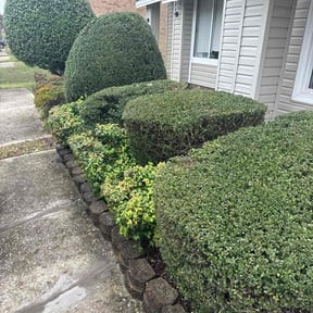 Bush Trimming by Chance Landscaping LLC reviewed on November 7, 2025