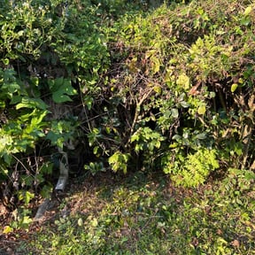 Bush Trimming by Lowcountry yard maintaince reviewed on October 23, 2025