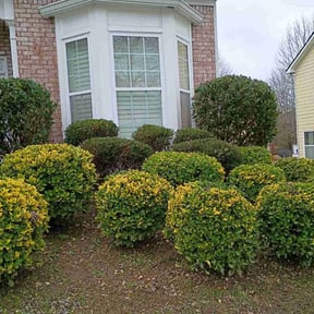 Bush Trimming by Keith Vickers reviewed on January 19, 2026