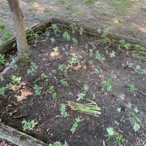 Leaf Removal by Men of grass reviewed on May 14, 2026
