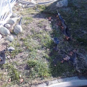 Flower Bed Weeding by Robert Norton’s Lawn Care reviewed on January 24, 2026