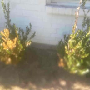 Flower Bed Weeding by Armando’s Landscaping reviewed on December 3, 2025