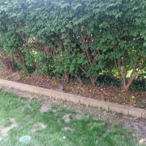 Leaf Removal by Pachecos Lawn Care reviewed on September 21, 2025