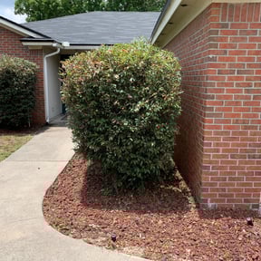 Bush Trimming by All Seasons Landscape &amp; Hauling reviewed on November 21, 2025