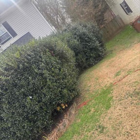 Bush Trimming by J.B. Lawncare reviewed on January 20, 2026