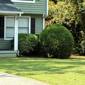 Bush Trimming by Brad Kaneshiro reviewed on October 18, 2025