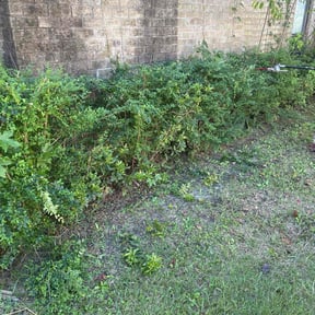 Bush Trimming by Peter Razo reviewed on November 9, 2025