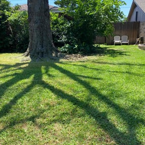 yard service by Austria Lawn Care reviewed on August 20, 2025