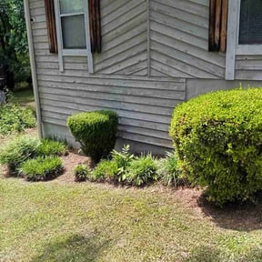 Bush Trimming by Twiglet cutting reviewed on May 11, 2026