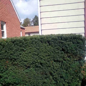 Bush Trimming by All Electric Landscaping reviewed on August 23, 2026