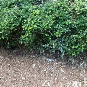 Bush Trimming by Superior lawn maintenance reviewed on August 20, 2025