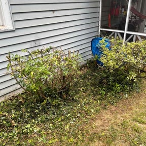 Bush Trimming by A Guy Who Mows reviewed on August 19, 2025