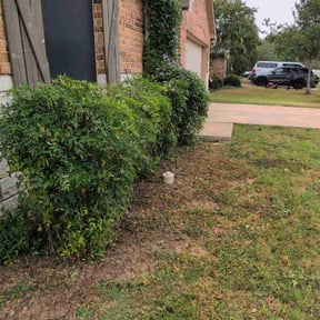 Bush Trimming by Better Made Contracting LLC reviewed on October 23, 2025
