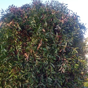 Bush Trimming by MaXX Lawn and Landscaping LLC reviewed on August 15, 2025
