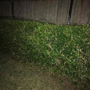 Bush Trimming by Lando Lawn Care &amp; Landscaping reviewed on November 24, 2025