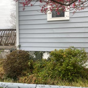 Bush Trimming by Stephen Reynolds reviewed on August 18, 2025