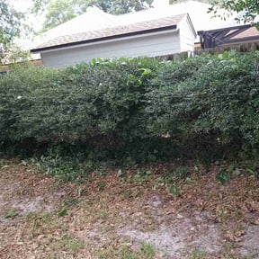 Bush Trimming by Ground Effects reviewed on August 21, 2025