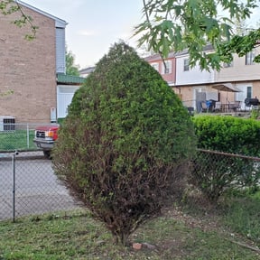 Bush Trimming by Texans lawn service reviewed on August 21, 2025