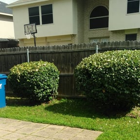 Bush Trimming by Esparza Lawn N More... reviewed on September 13, 2023