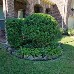 Bush Trimming by Waldvogel lawn care reviewed on August 20, 2025