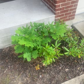 Flower Bed Weeding by Parker's Lawn Care reviewed on August 21, 2025