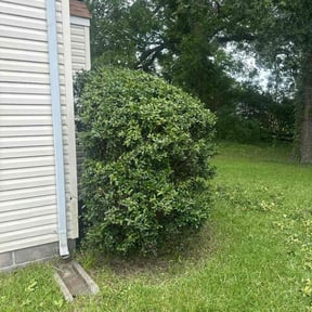 Bush Trimming by JT Services reviewed on November 24, 2025