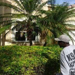 Bush Trimming by Professional Construction Management LLC reviewed on August 17, 2025