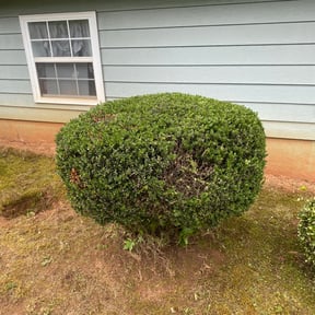 Bush Trimming by Thomas's Lawn Care reviewed on August 15, 2025