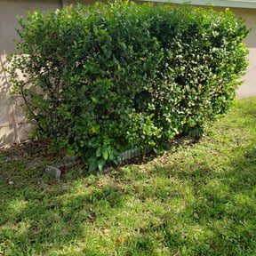 Bush Trimming by Panhandle Pro-Clean reviewed on June 9, 2025