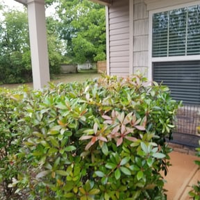 Bush Trimming by A Step Above Lawn Care LLC reviewed on August 20, 2025