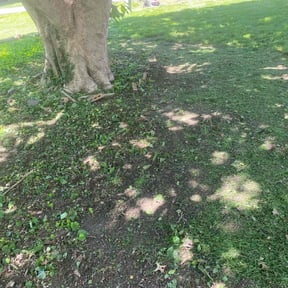 Leaf Removal by Felix Alejos reviewed on September 20, 2023