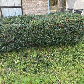Bush Trimming by Cornerstone Lawncare LLC reviewed on August 19, 2025