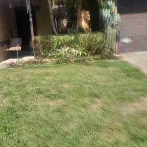 Bush Trimming by Norman & Malcom's lawn creations reviewed on August 20, 2025