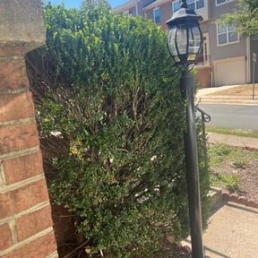 Bush Trimming by FRL Landscaping reviewed on May 27, 2025