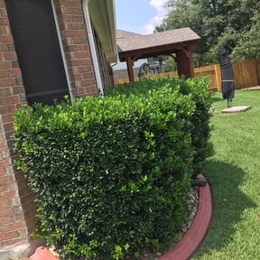 Bush Trimming by Picture perfect lawn maintenance reviewed on August 20, 2025
