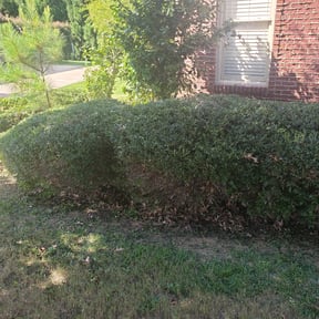 Bush Trimming by Traskaski LLC reviewed on August 19, 2025