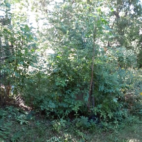 Bush Trimming by Emerson mowing reviewed on August 17, 2025