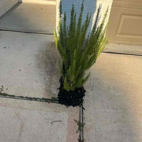 Mulching by Turbo Turf reviewed on October 22, 2025