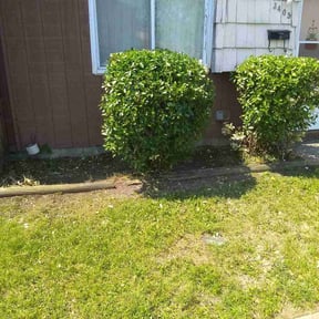 Bush Trimming by King of Lawn Care LLC reviewed on August 20, 2025