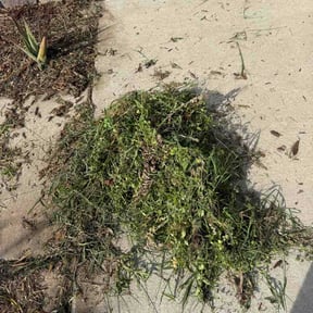 Flower Bed Weeding by Timber &amp; Turf reviewed on May 3, 2026
