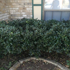 Bush Trimming by Central TX Services reviewed on August 17, 2025