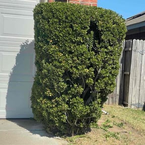 Bush Trimming by Swayze&#039;s landscaping services reviewed on October 24, 2025