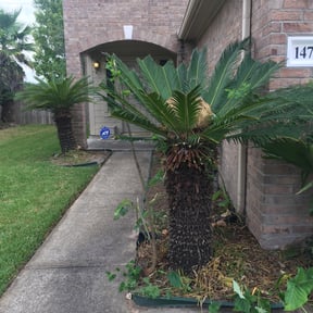 Bush Trimming by Jc elite lawn care reviewed on August 20, 2025