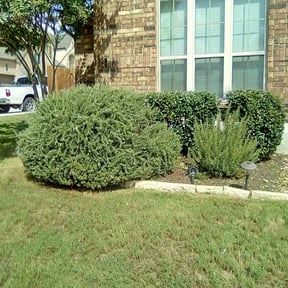 Bush Trimming by Chaplin Lawncare reviewed on August 19, 2025