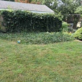 lawn service by Forever Green FG LLC reviewed on February 26, 2024