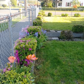 Bush Trimming by GC Lawn Care & Landscaping Services reviewed on August 17, 2025