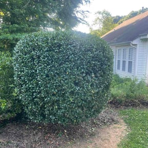 Bush Trimming by Miller specialty cuts reviewed on August 20, 2025