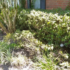 Bush Trimming by WhaleyScapes lawn services  reviewed on August 15, 2025