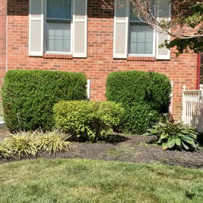 Bush Trimming by SAN ANTONIO LAWNS LLC reviewed on August 16, 2025